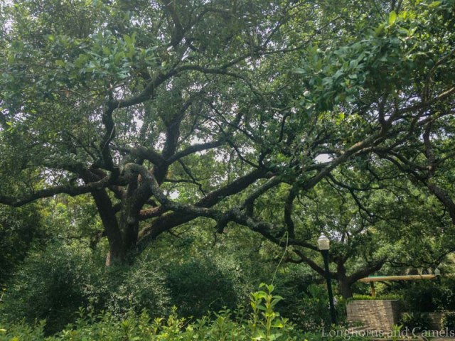 oak tree heaven, Houston Zoo