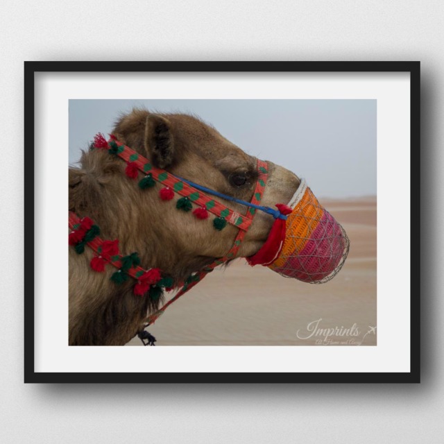 liwa camel